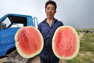 娱乐家吃瓜,揭秘明星们的“吃瓜”日常